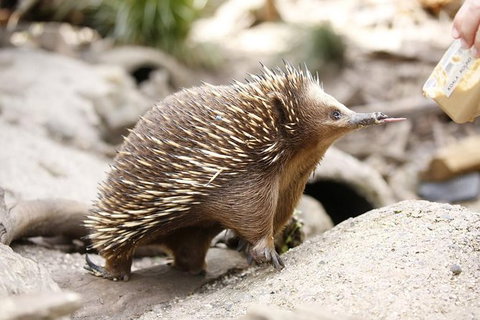 Healesville Sanctuary General Entry Ticket - New Castle Tourism 4