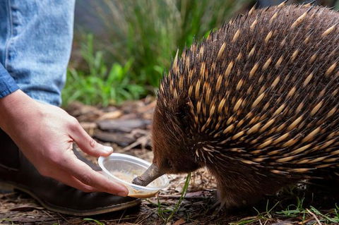 Shore Excursion-Healesville-Sanctuary-Private-Group- Max 7 PAX -Yarra Valley - New Castle Tourism 4