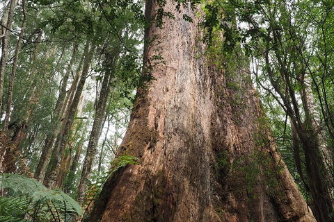 Shore Excursion-Healesville-Sanctuary-Private-Group- Max 7 PAX -Yarra Valley - New Castle Tourism 7
