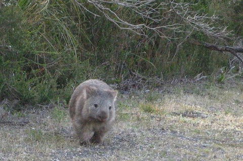 Shore Excursion-Healesville-Sanctuary-Private-Group- Max 7 PAX -Yarra Valley - New Castle Tourism 3