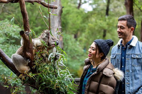Shore Excursion-Healesville-Sanctuary-Private-Group- Max 7 PAX -Yarra Valley - New Castle Tourism 6