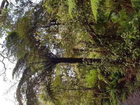 Yarra Valley Wineries And Puffing Billy Steam Train Tour From Melbourne - Newcastle Accommodation 7