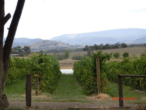 Yarra Valley Wineries And Puffing Billy Steam Train Tour From Melbourne - Newcastle Accommodation 25
