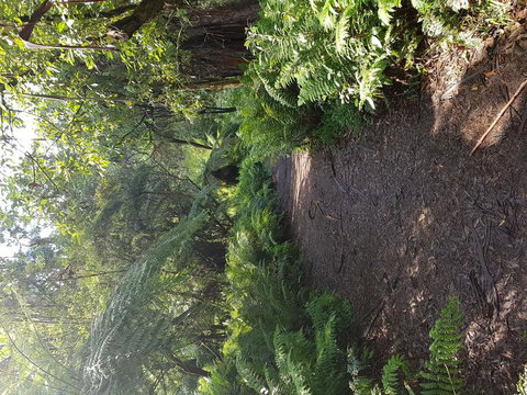 Yarra Valley Wineries And Puffing Billy Steam Train Tour From Melbourne - Newcastle Accommodation 9