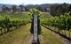 Small Group 6 Guests: Ultimate Yarra Valley Food And Wine - Mercedes Van - thumb 8