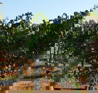 Wine Tasting Tour in The Yarra Valley