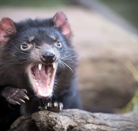 Port Arthur and Tassie Devils Active Day Tour from Hobart - New Castle Tourism
