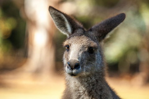 Port Arthur And Tassie Devils Active Day Tour From Hobart - New Castle Tourism 12