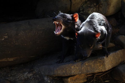 Port Arthur And Tassie Devils Active Day Tour From Hobart - New Castle Tourism 5