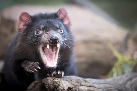 Port Arthur And Tassie Devils Active Day Tour From Hobart - New Castle Tourism 2