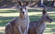 Port Arthur And Tassie Devils Active Day Tour From Hobart - thumb 10