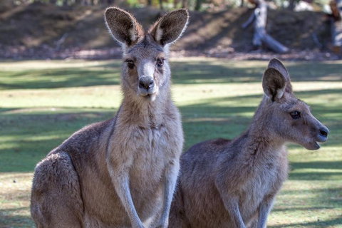 Port Arthur And Tassie Devils Active Day Tour From Hobart - New Castle Tourism 10