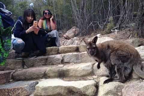 Wineglass Bay And Freycinet National Park Active Day Trip From Hobart - New Castle Tourism 12