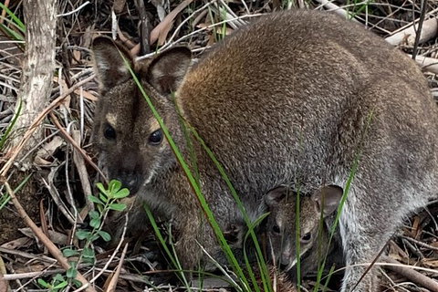 Wineglass Bay And Freycinet National Park Active Day Trip From Hobart - New Castle Tourism 32