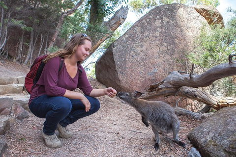 Wineglass Bay And Freycinet National Park Active Day Trip From Hobart - New Castle Tourism 31