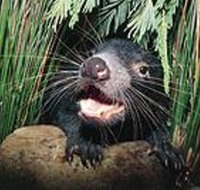 Hobart Shore Excursion Half Day Bonorong Wildlife Park with Richmond Tour - New Castle Tourism