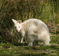 Bruny Island premium private photo-oriented day tour from Hobart - New Castle Tourism