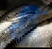 Bonnet Island Experience departing from Strahan - New Castle Tourism