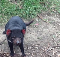 Private Bonorong Wildlife Sanctuary and Richmond 5 Hour Trip from Hobart - New Castle Tourism