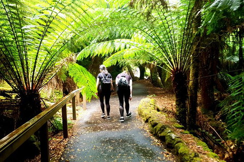 Mount Field National Park - Tarn Shelf & Russell Falls - Guided Hiking Tour - New Castle Tourism 7