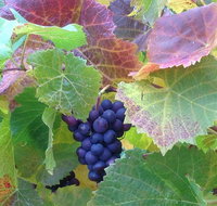 Wine at the weekend Tour from Hobart - New Castle Tourism