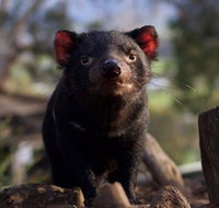 Mt. Field National Park and Bonorong Wildlife Park - New Castle Tourism
