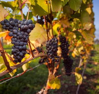 Tastes and Wines - New Castle Tourism