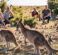 8-Day Tasman Wildlife and Wilderness Encounter Including Accommodation - New Castle Tourism
