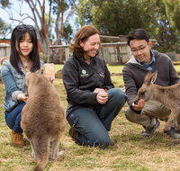 Bonorong Wildlife Park and Richmond Afternoon Tour from Hobart - New Castle Tourism