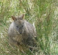 Leven Canyon Day Trip Including Wings Wildlife Park or Gunns Plains Caves from Devonport Ulverstone or Burnie - New Castle Tourism