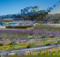 Private Tasman Peninsula Cruise Ship Tour from Port Arthur - New Castle Tourism