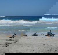 Kangaroo Island in a Day Tour from Adelaide - New Castle Tourism