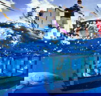 White Shark Tour with Optional Cage Dive from Port Lincoln - Newcastle Accommodation