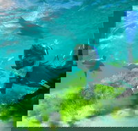 Half-Day Sea Lion Snorkeling Tour from Port Lincoln - Newcastle Accommodation