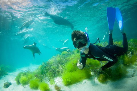 Half-Day Sea Lion Snorkeling Tour From Port Lincoln - Newcastle Accommodation 0