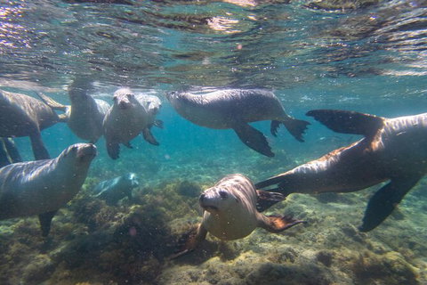 Half-Day Sea Lion Snorkeling Tour From Port Lincoln - Newcastle Accommodation 2
