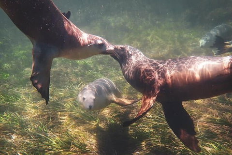 Half-Day Sea Lion Snorkeling Tour From Port Lincoln - Newcastle Accommodation 6