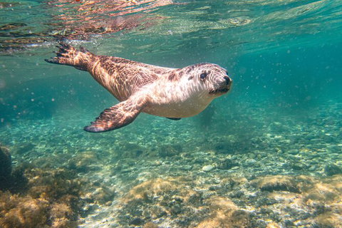 Half-Day Sea Lion Snorkeling Tour From Port Lincoln - Newcastle Accommodation 4