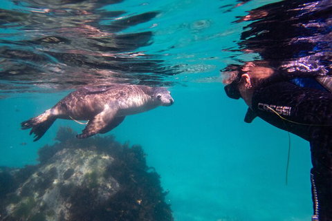 Half-Day Sea Lion Snorkeling Tour From Port Lincoln - Newcastle Accommodation 5