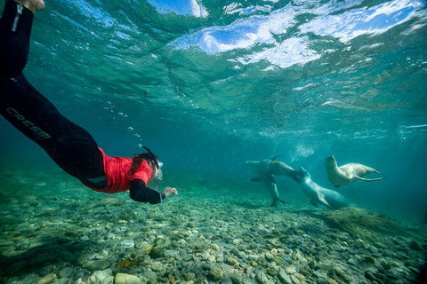 Half-Day Sea Lion Snorkeling Tour From Port Lincoln - Newcastle Accommodation 1