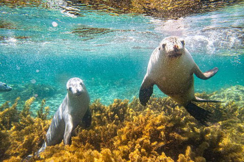 Half-Day Sea Lion Snorkeling Tour From Port Lincoln - Newcastle Accommodation 7