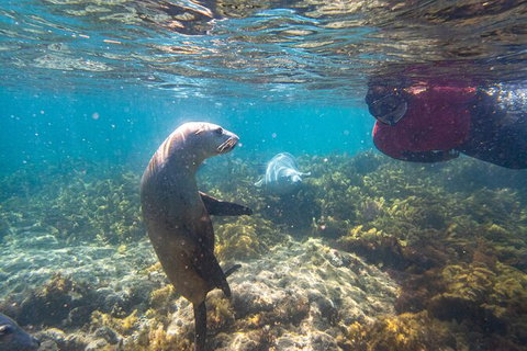 Half-Day Sea Lion Snorkeling Tour From Port Lincoln - Newcastle Accommodation 3