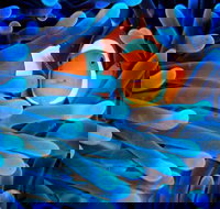 5-Day Best of Cairns with Daintree Kuranda and Great Barrier Reef - New Castle Tourism