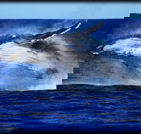 Whale Watching Cruise from Redcliffe Brisbane or the Sunshine Coast