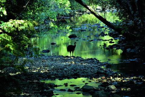 Daintree - Cape Tribulation & Atherton Tablelands Tours From Port Douglas - New Castle Tourism 1