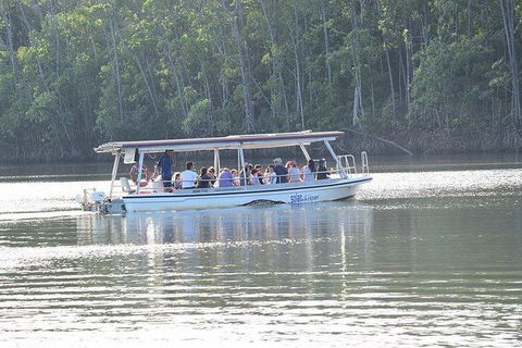 Daintree - Cape Tribulation & Atherton Tablelands Tours From Port Douglas - New Castle Tourism 16
