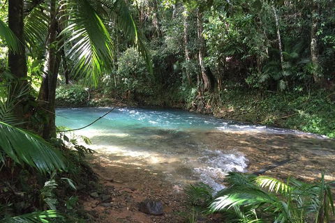 Daintree - Cape Tribulation & Atherton Tablelands Tours From Port Douglas - New Castle Tourism 5