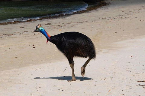 Daintree - Cape Tribulation & Atherton Tablelands Tours From Port Douglas - New Castle Tourism 17
