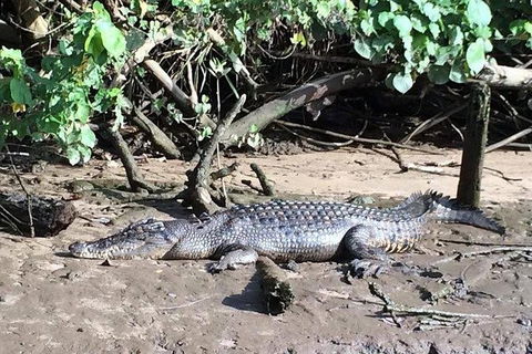 Daintree - Cape Tribulation & Atherton Tablelands Tours From Port Douglas - New Castle Tourism 24