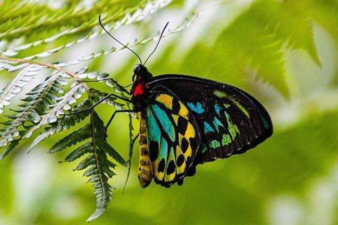 Daintree - Cape Tribulation & Atherton Tablelands Tours From Port Douglas - New Castle Tourism 19